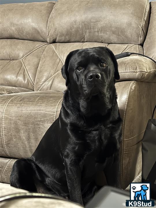a black labrador retriever dog sitting on a couch
