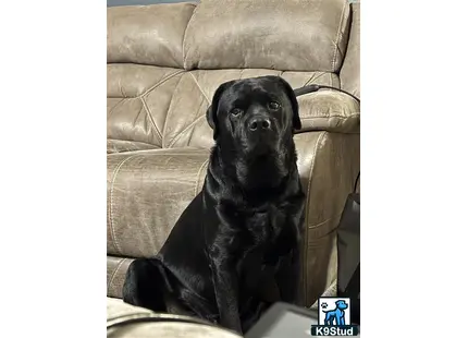 a black labrador retriever dog sitting on a couch
