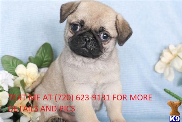 a pug dog with a flower in its mouth