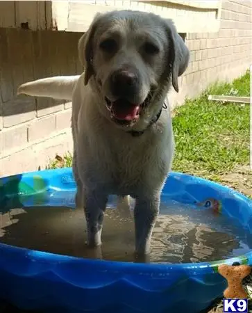 Labrador Retriever