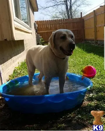 Labrador Retriever female dog