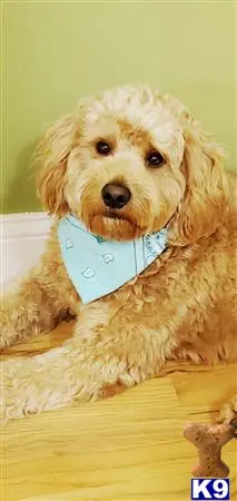 Goldendoodles stud dog