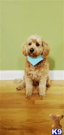 Goldendoodles stud dog