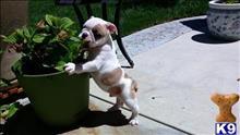 english bulldog puppy posted by amargie62