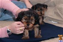 yorkshire terrier puppy posted by amargie62
