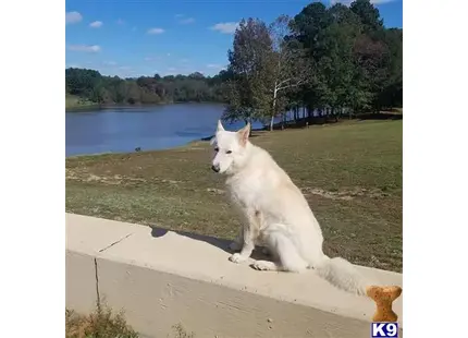 German Shepherd