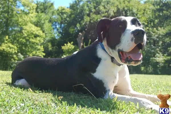 Great Dane stud dog