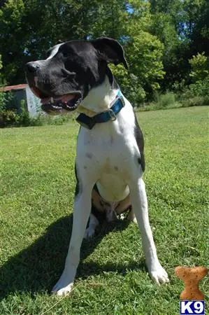 Great Dane stud dog