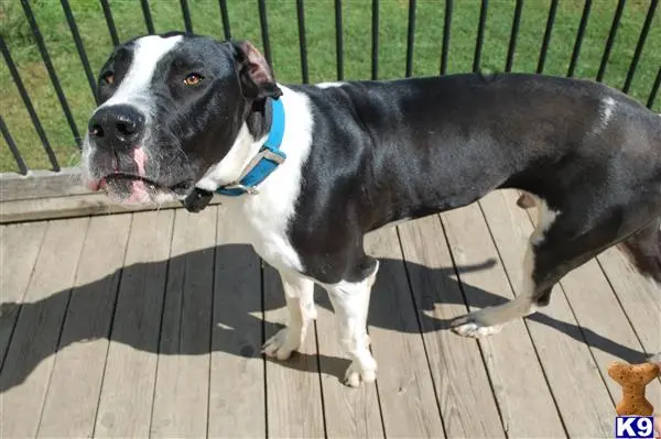 Great Dane stud dog