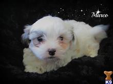shih tzu puppy posted by amatskennel