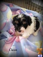 shih tzu puppy posted by amatskennel