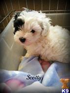 shih tzu puppy posted by amatskennel