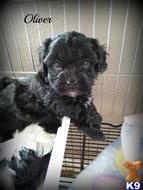 shih tzu puppy posted by amatskennel
