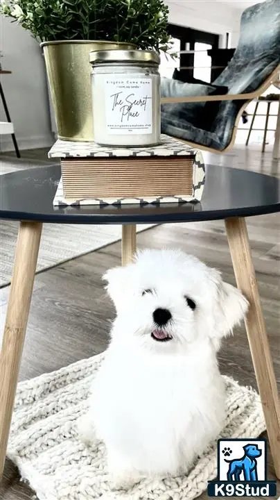 Maltese stud dog: a maltese dog sitting on a chair