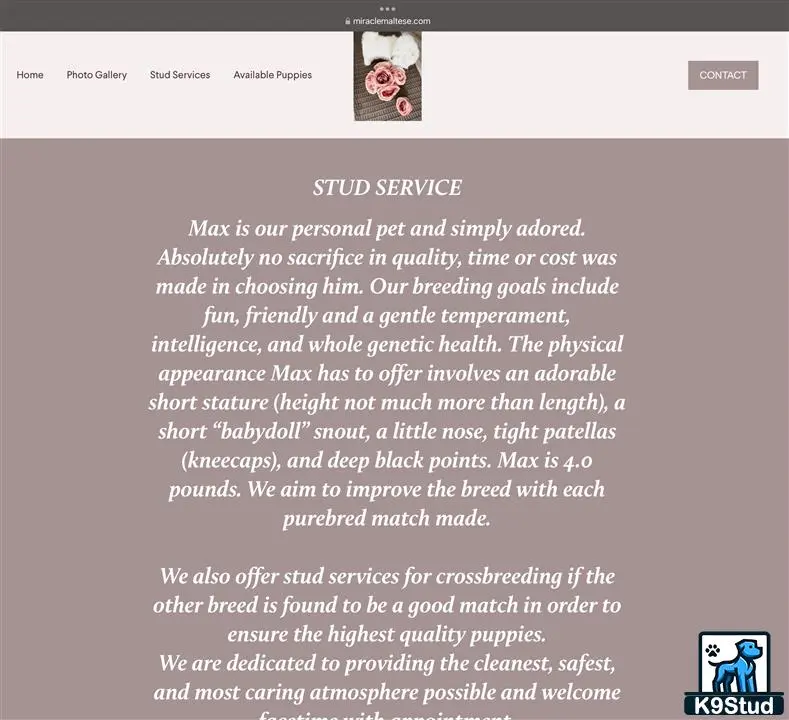 Maltese stud dog: graphical user interface, text