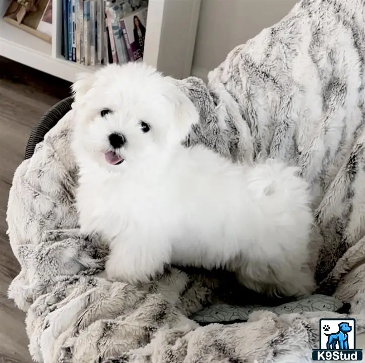 Maltese stud dog: a white maltese dog lying on a blanket
