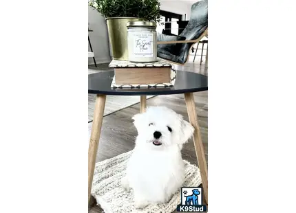 Maltese stud dog: a maltese dog sitting on a chair
