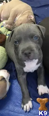 American Bully puppy for sale