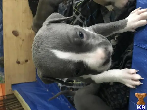 American Bully puppy for sale