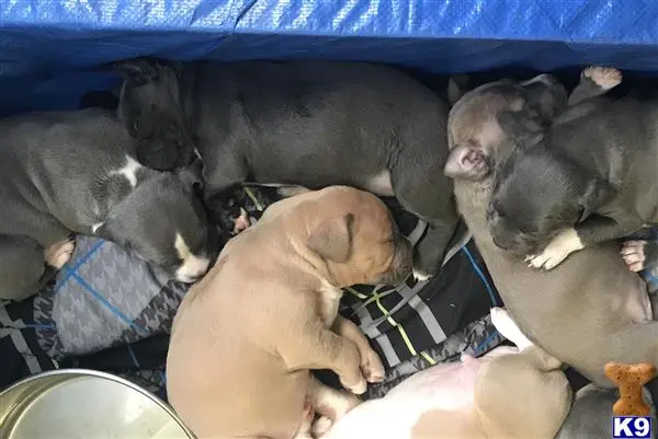 American Pit Bull puppy for sale