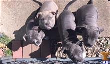 american pit bull puppy posted by amber_2013