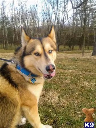 Siberian Husky stud dog