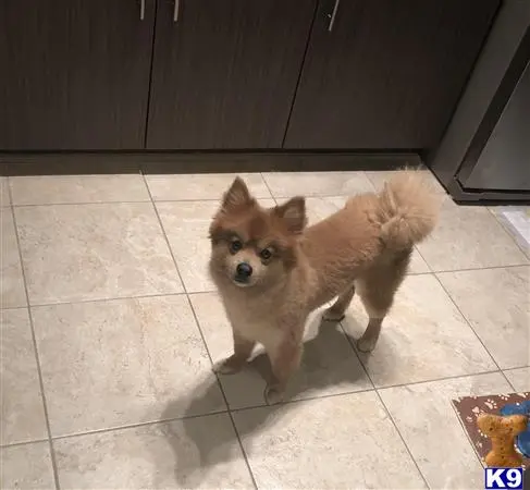 Pomeranian