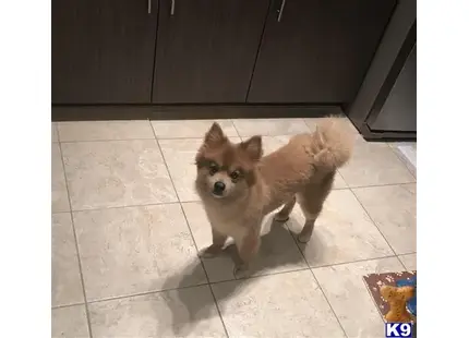 Pomeranian