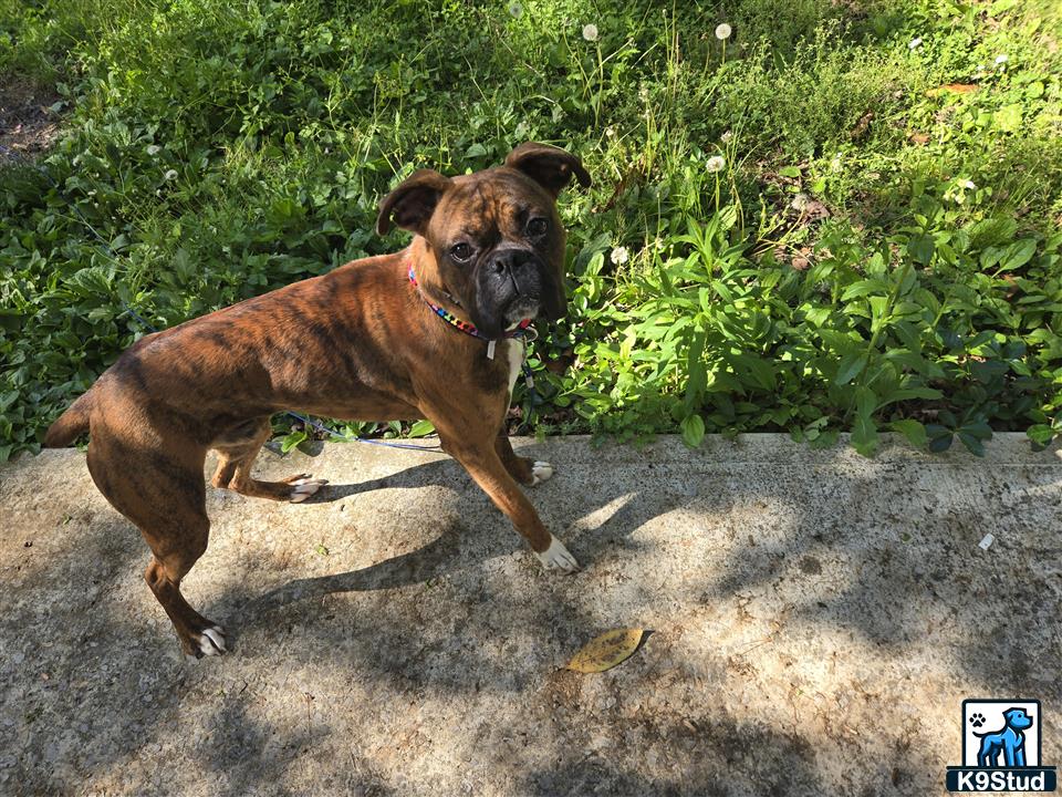 a boxer dog running on a path