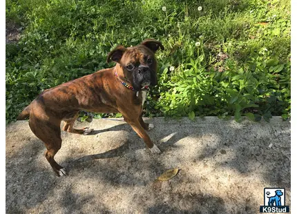 a boxer dog running on a path