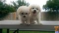 bichon frise puppy posted by ambernlewis