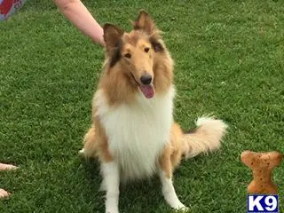 Collie stud dog