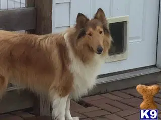 Collie stud dog