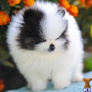 pomeranian puppy posted by ambrizp87