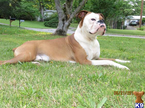 Boxer stud dog