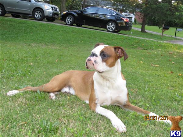 Boxer stud dog