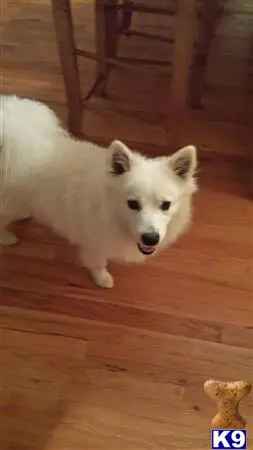 American Eskimo Dog stud dog