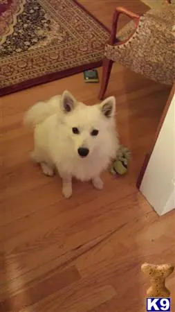 American Eskimo Dog stud dog