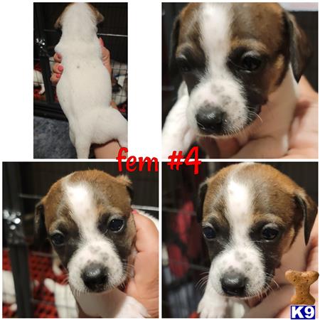 amelgoza3 Picture 1