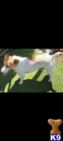 Jack Russell Terrier stud dog