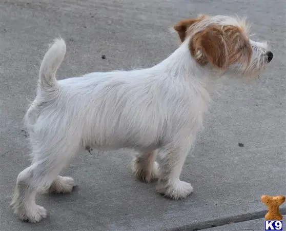 Jack Russell Terrier stud dog