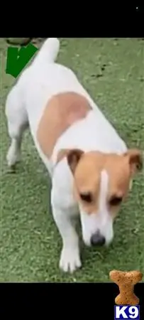 Jack Russell Terrier stud dog