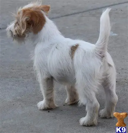 Jack Russell Terrier stud dog