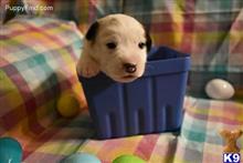 jack russell terrier puppy posted by amelgoza3