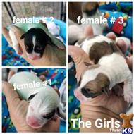 jack russell terrier puppy posted by amelgoza3