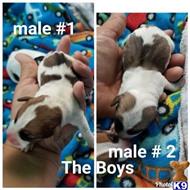 jack russell terrier puppy posted by amelgoza3