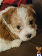 jack russell terrier puppy posted by amelgoza3