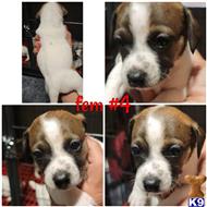 jack russell terrier puppy posted by amelgoza3