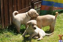 labrador retriever puppy posted by amelia3000