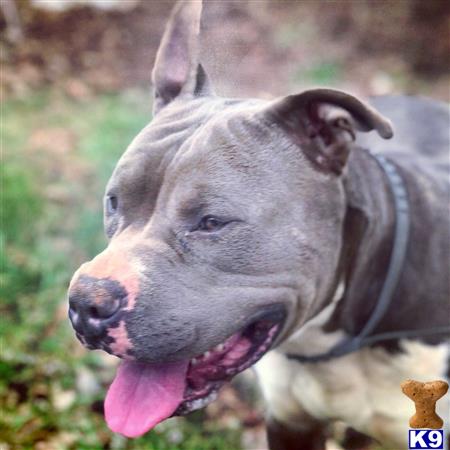 a american pit bull dog with its tongue out